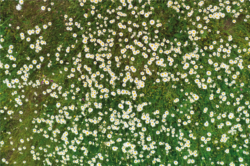 Mantel individual rectangular Prado de flores - TenVinilo