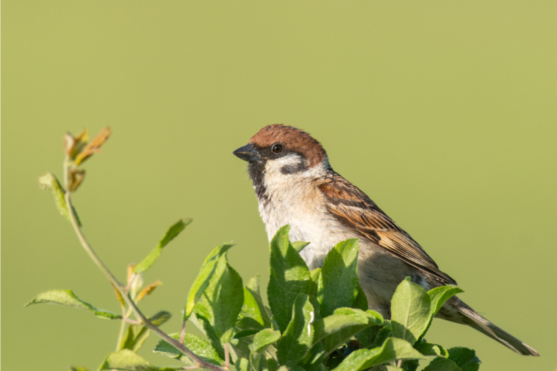 Mantel individual moderno pájaro sobre verde - TenVinilo