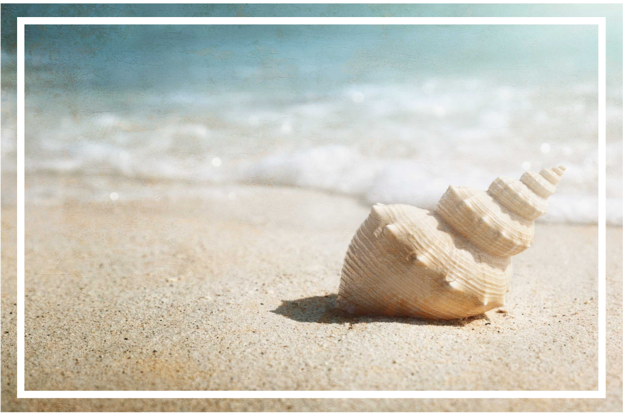 Mantel individual original exhibición elegante de conchas - TenVinilo