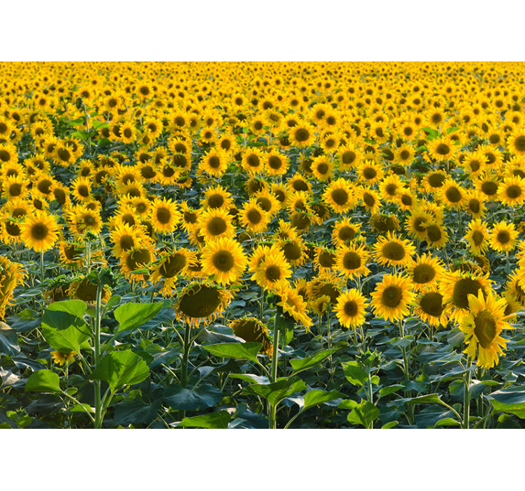 Fotomural de campo de girasoles - TenVinilo