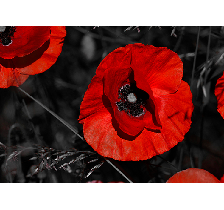Fotomural pared flor de amapola roja - TenVinilo
