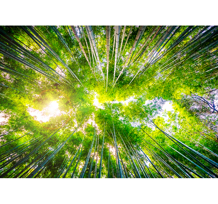 Fotomural de paisaje oriental cañas - TenVinilo