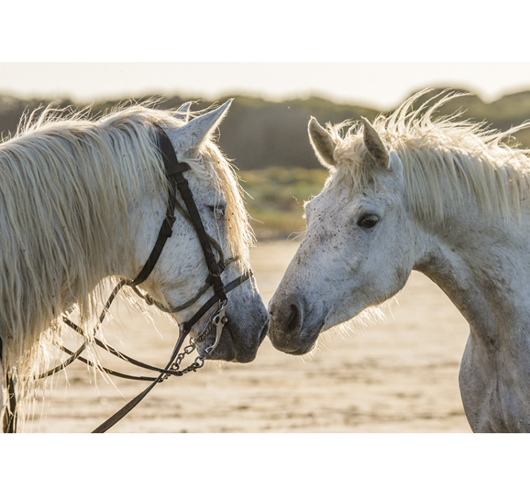 Fotomural animale Dos caballos blancos - TenVinilo