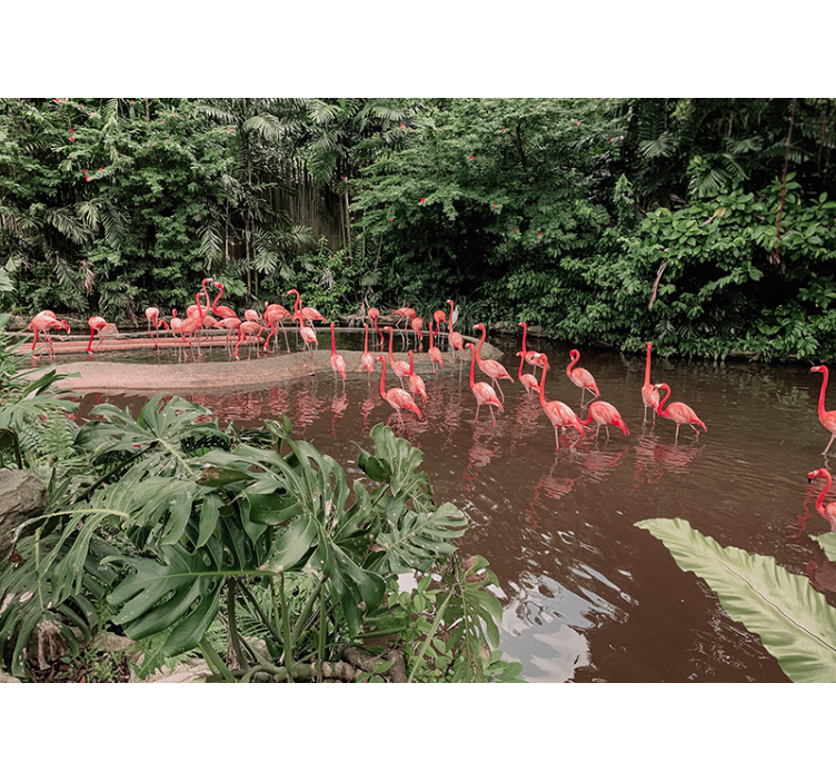 Fotomural naturaleza Flamencos pacíficos en un lago - TenVinilo