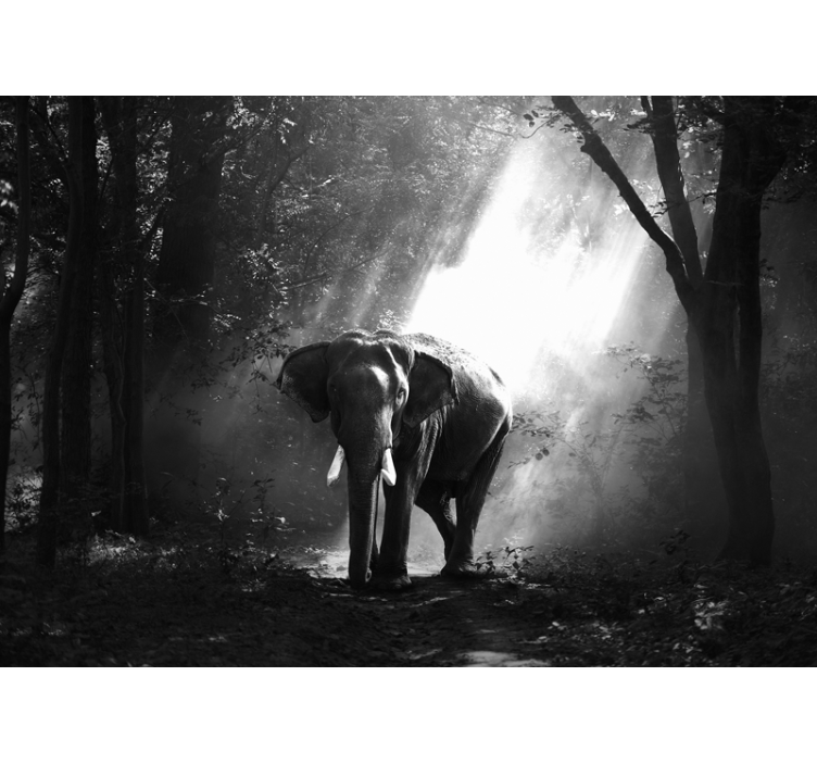 Fotomural animale Elefante blanco y negro - TenVinilo