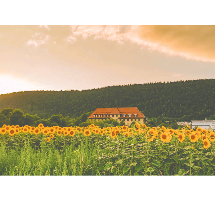 Fotomural flores Campo de flores amarillas - TenVinilo
