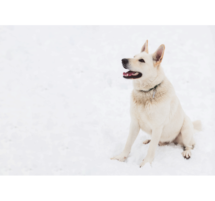 Fotomural animale Husky en la nieve - TenVinilo