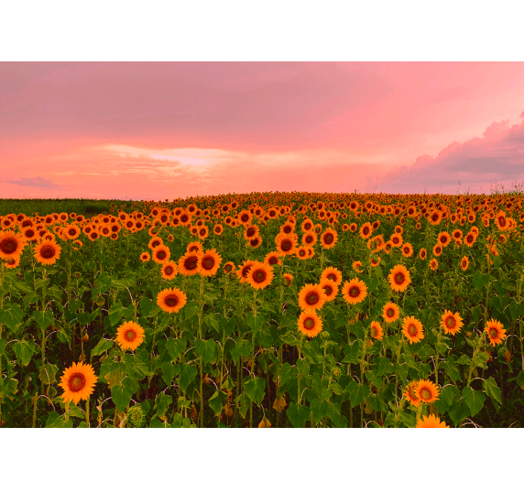 Mural de flores campo de girasoles vibrante - TenVinilo