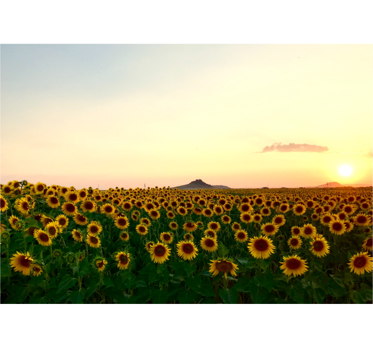Mural de flores campo de girasoles al anochecer - TenVinilo