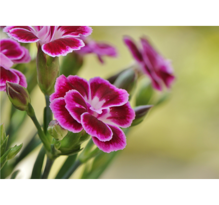 Mural amapolas delicia floral - TenVinilo