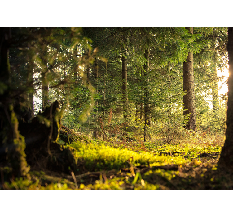 Mural de bosque paisaje verde sereno - TenVinilo