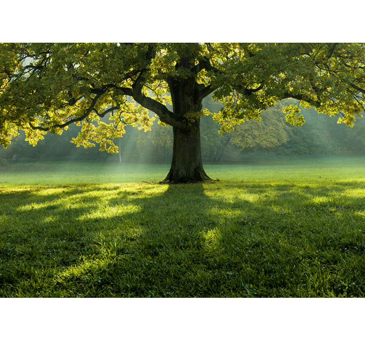 Fotomural de bosque Un árbol solitario en la hierba - TenVinilo