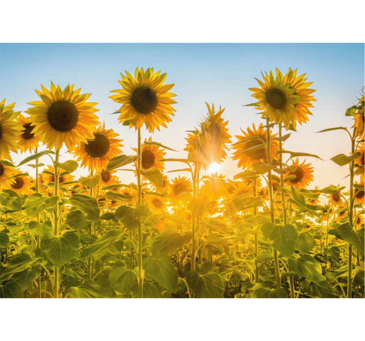 Mural de flores resplandor del campo de girasoles - TenVinilo