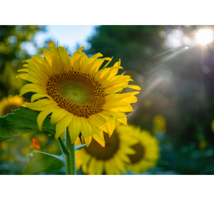 Mural de flores girasol en plena floración - TenVinilo