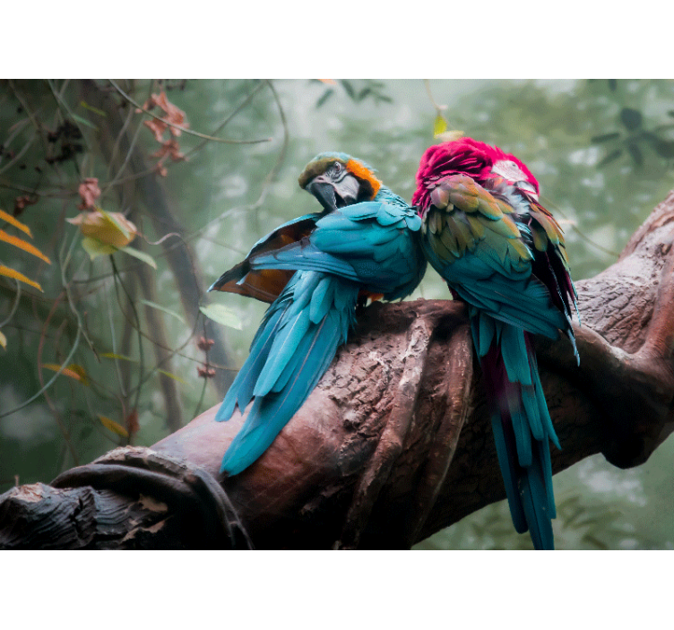 Fotomural africano Impresionantes loros salvajes - TenVinilo