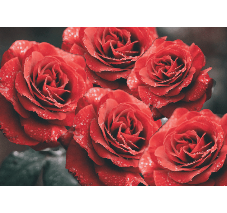 Fotomural de rosas Grandes rosas rojas con gotas de agua - TenVinilo