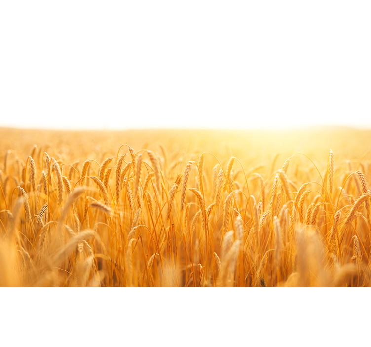 Mural de naturaleza pradera de grano dorado - TenVinilo