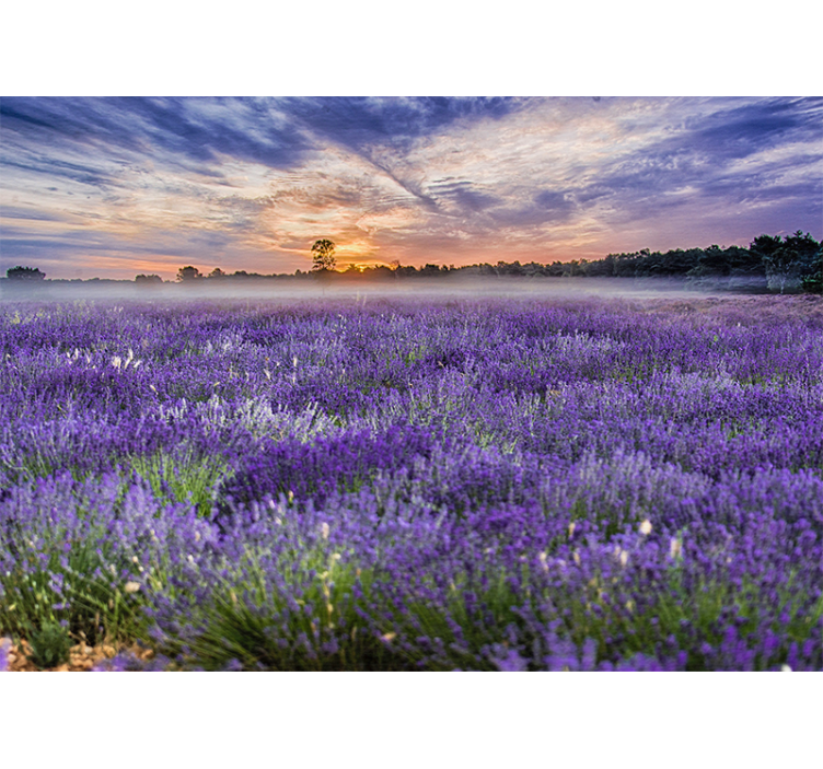 Fotomural naturaleza Campo de lavanda colores estéticos - TenVinilo