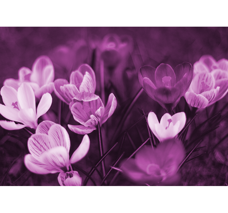 Mural amapolas floración floral delicada - TenVinilo