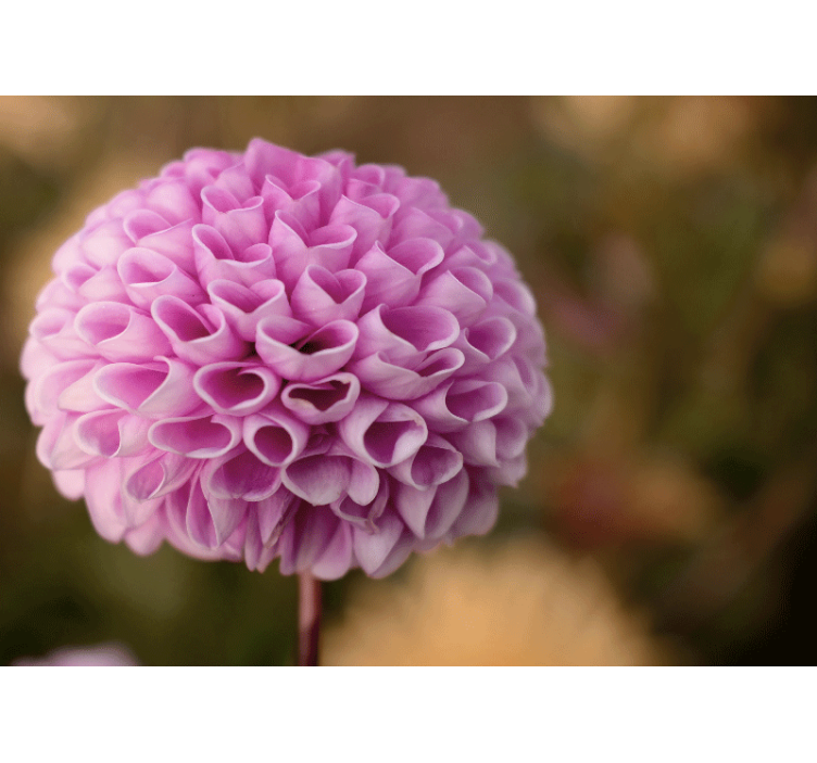 Fotomural de amor Elegante amor corazon flores rosas - TenVinilo