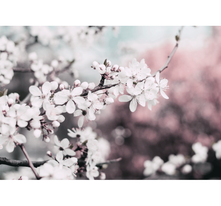 Fotomural flores Cerezo blanco - TenVinilo