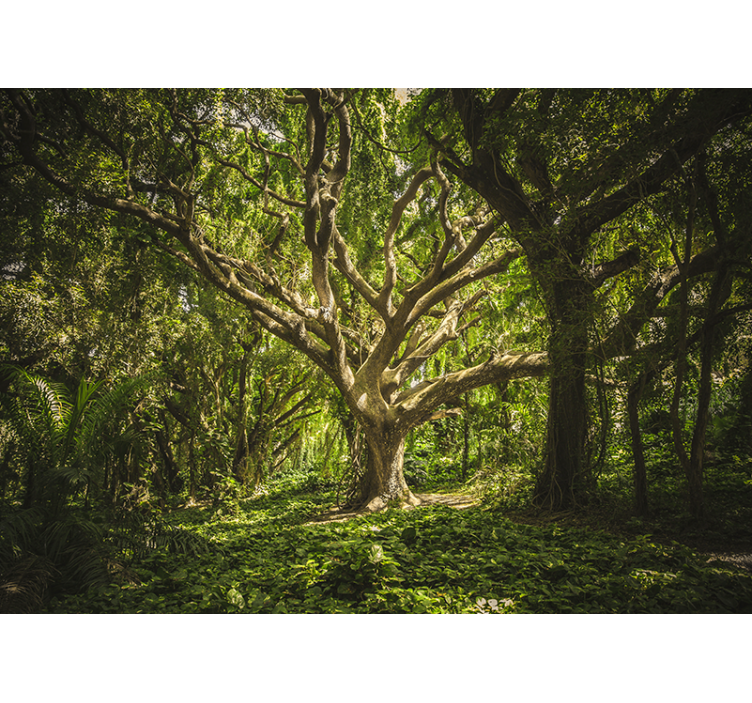 Mural de bosque dosel de árboles majestuoso - TenVinilo