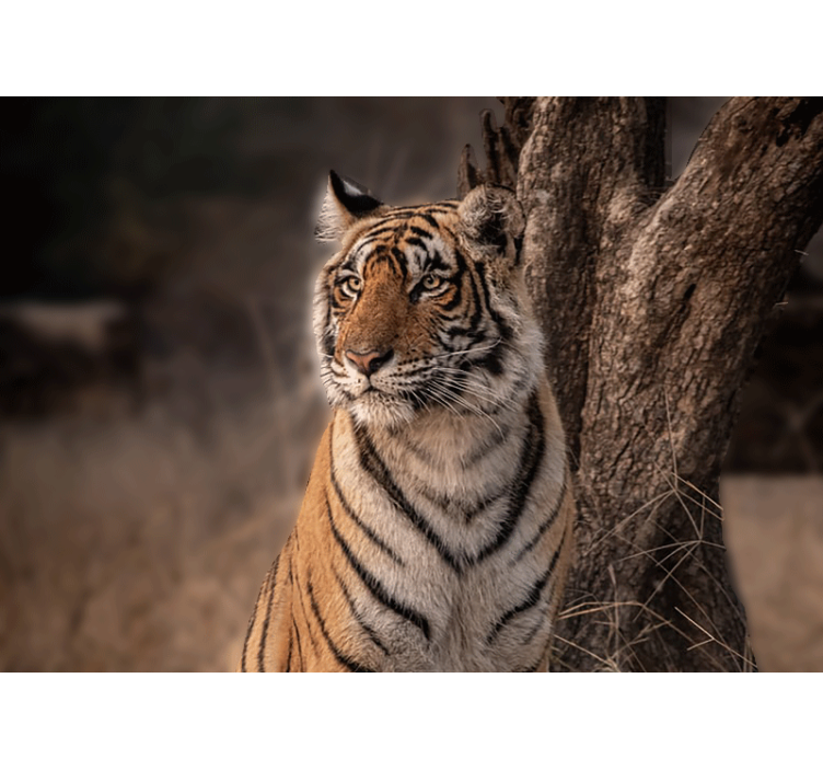 Fotomural animale Tigre acostado en el árbol - TenVinilo