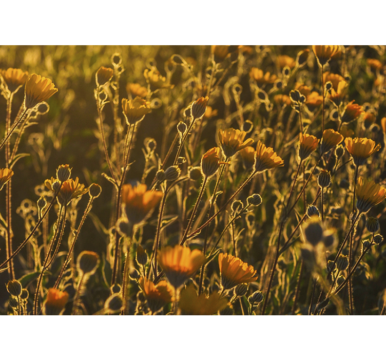 Fotomural de flores amarillas ambiente cálido - TenVinilo