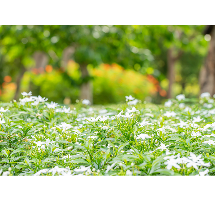 Mural de flores ramillete blanco lujoso - TenVinilo