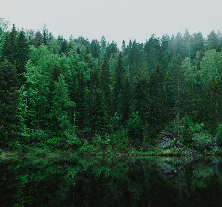 Fotomural árbol bosque profundoDeep forest - TenVinilo