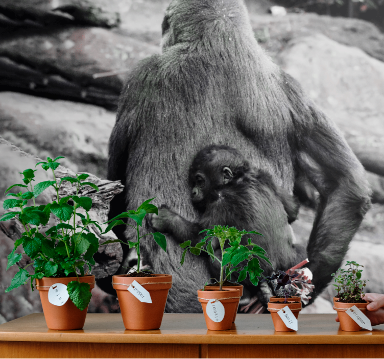 Fotomural africano Hermosa mamá y bebé gorila - TenVinilo