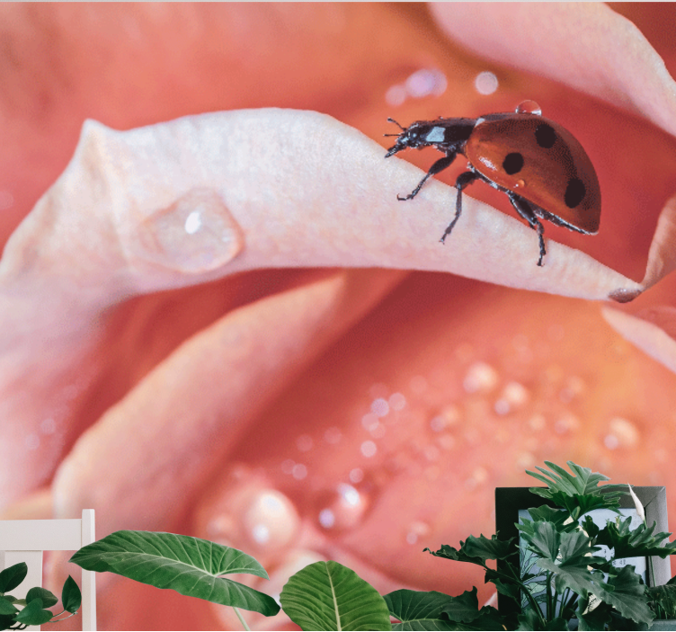 Mural de flores con mariquita sobre pétalo - TenVinilo