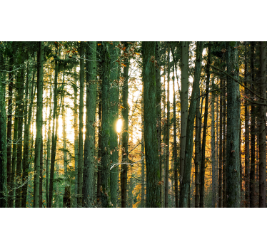 Fotomural de naturaleza Abedules de bosque polaco con troncos de  - TenVinilo