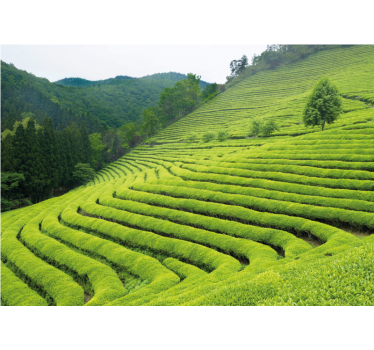 Mural de naturaleza paisaje de plantación de té - TenVinilo