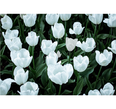 Fotomural tulipanes Tulipanes blancos - TenVinilo