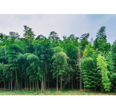 Mural de naturaleza paisaje de bosque de bambú - TenVinilo