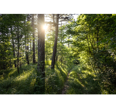 Mural de naturaleza sendero luminoso en el bosque - TenVinilo