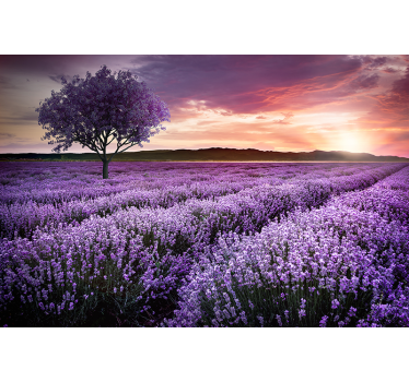 Mural de flores campo de lavanda al atardecer - TenVinilo