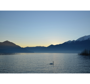 Mural lago atardecer con cisne - TenVinilo