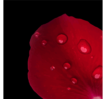 Portavasos pétalo de rosa humedo - TenVinilo