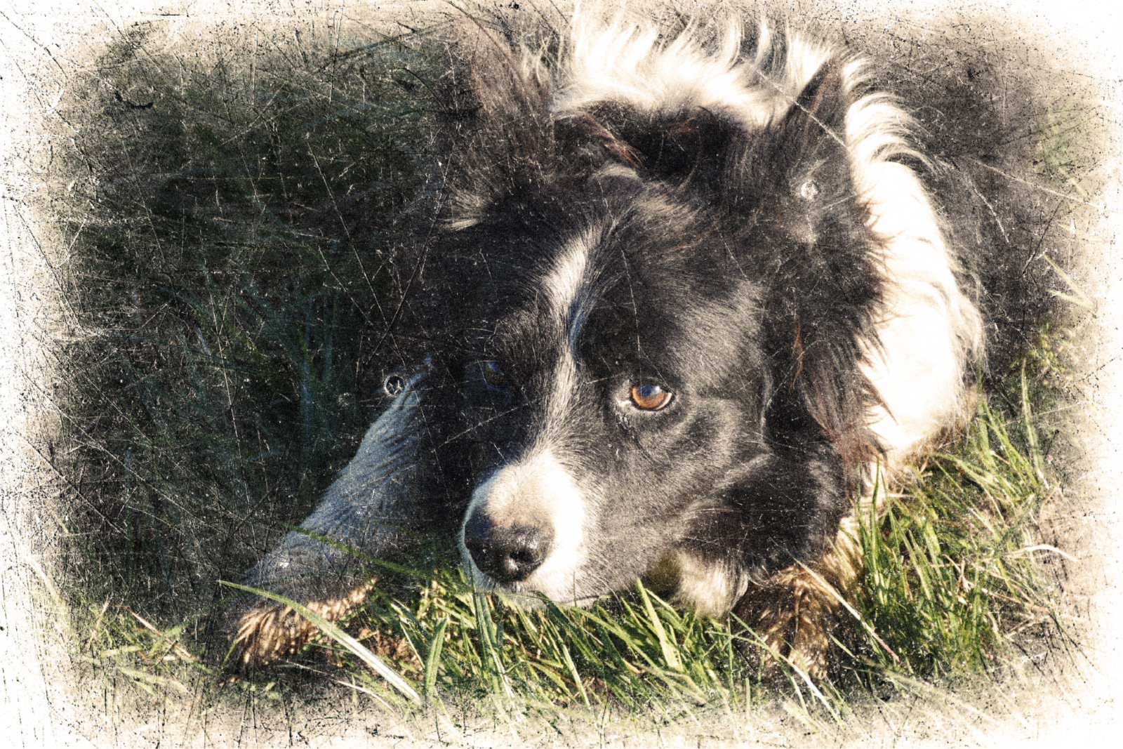 Poster animales efecto vintage personalizado - TenVinilo