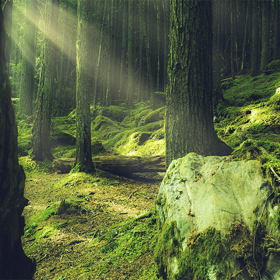 Poster salón rocas con musgo en el bosque - TenVinilo