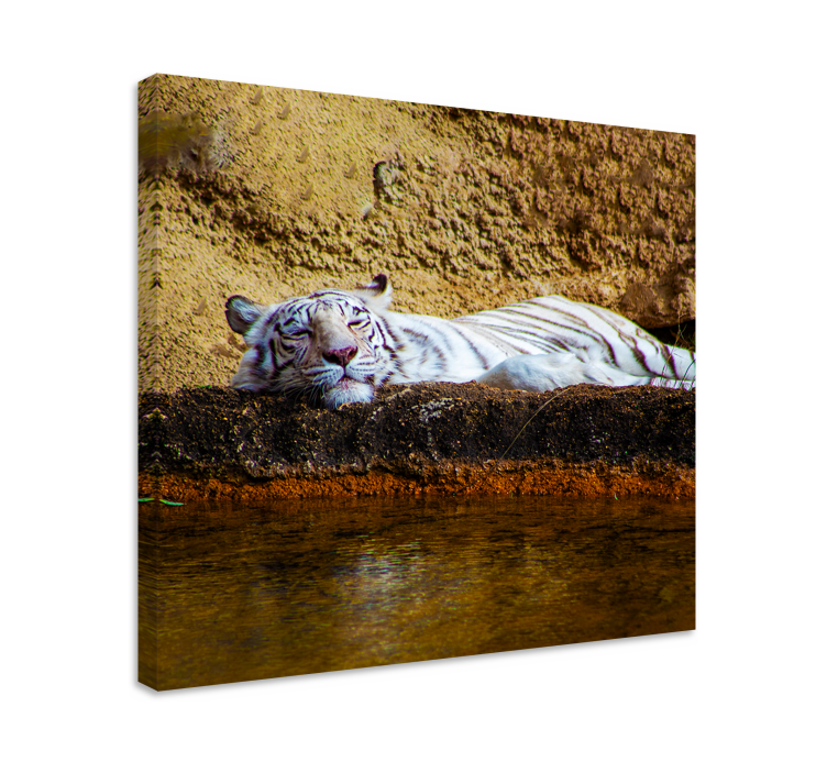 Cuadro animales Tigre descansando - TenVinilo
