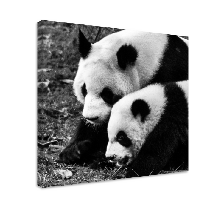 Cuadro animales Madre y bebé panda - TenVinilo