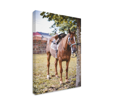 Cuadro caballos caballo marrón elegante - TenVinilo