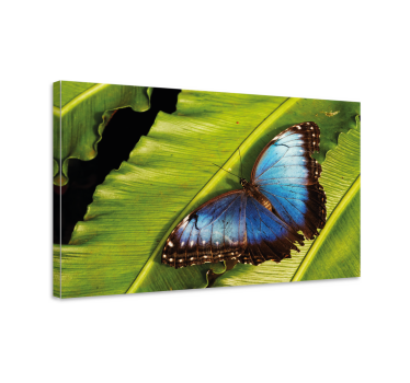 Cuadro con mariposas Detalle de mariposa azul - TenVinilo