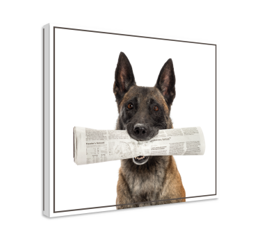 Cuadro de perro Perro con periódico - TenVinilo