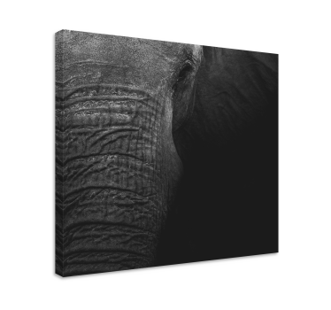 Cuadro de elefantes Elegante olifante oscuro - TenVinilo