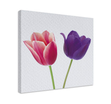 Cuadro flores Tulipanes morados y rosas - TenVinilo