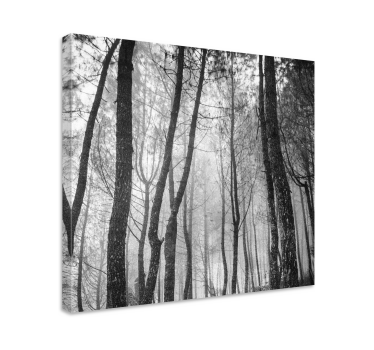 Cuadro de paisaje Bosque neblinoso desde arriba - TenVinilo